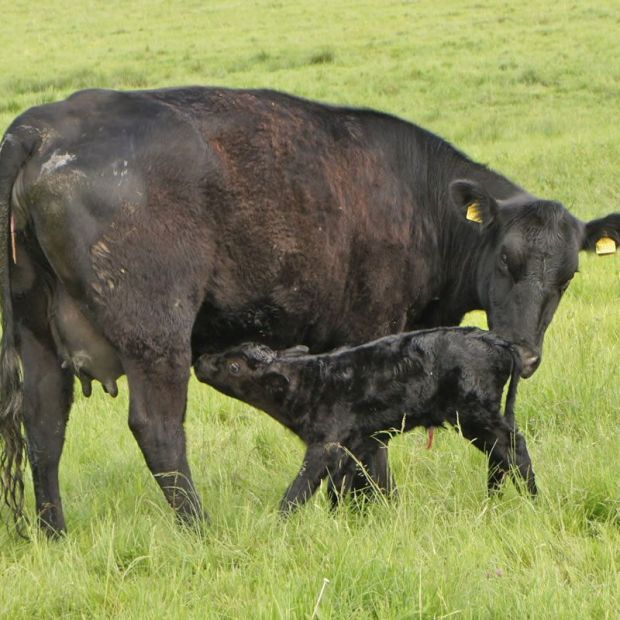 Mutter-Kuh-Haltung
